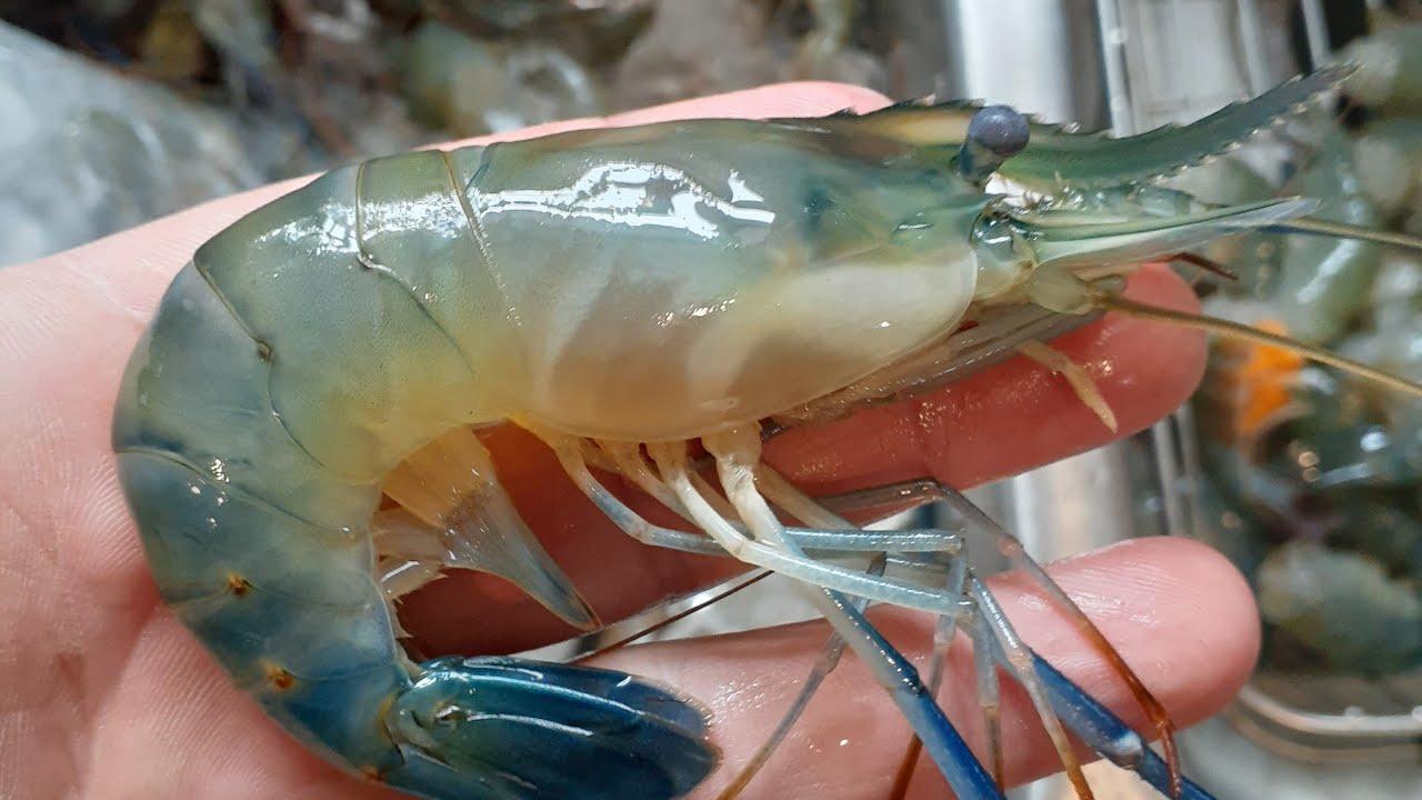 ksu shrimp ksu shrimp